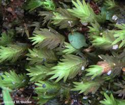 Attēlu rezultāti vaicājumam “Fissidens taxifolius sporophyte”