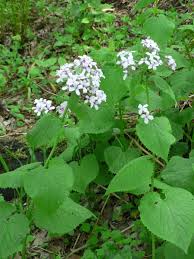 Attēlu rezultāti vaicājumam “Lunaria rediviva bud”