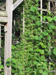 Image result for Adlumia cirrhosa