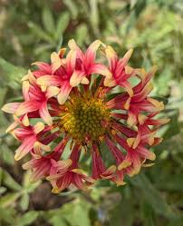 Image result for Gaillardia amblyodon