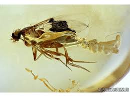 Attēlu rezultāti vaicājumam “Phoridae”