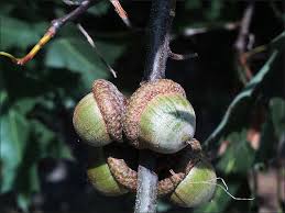 Attēlu rezultāti vaicājumam “Quercus rubra fruit”