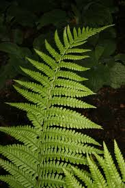 Attēlu rezultāti vaicājumam “Dryopteris filix-mas”