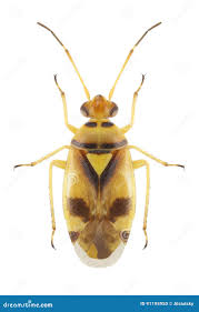 Attēlu rezultāti vaicājumam “Orthops campestris”