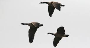 Attēlu rezultāti vaicājumam “Branta canadensis”