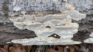 Attēlu rezultāti vaicājumam “Coriolopsis trogii”