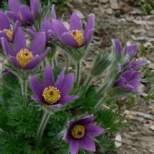 Image result for Pulsatilla