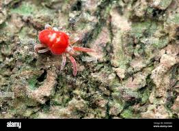 Attēlu rezultāti vaicājumam “Trombidiidae”