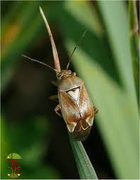 Attēlu rezultāti vaicājumam “Lygus pratensis”