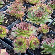 Image result for echtes Hauswurz