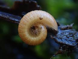 Attēlu rezultāti vaicājumam “Polyzonium germanicum”