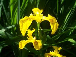 Attēlu rezultāti vaicājumam “Iris pseudacorus leaf”