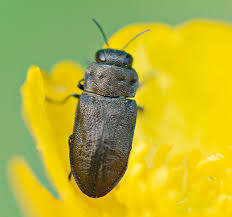 Attēlu rezultāti vaicājumam “Anthaxia quadripunctata”