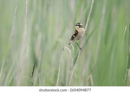 Attēlu rezultāti vaicājumam “Saxicola rubetra adult”