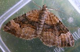 Attēlu rezultāti vaicājumam “Xanthorhoe biriviata”