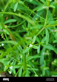 Attēlu rezultāti vaicājumam “Galium trifidum”