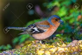 Attēlu rezultāti vaicājumam “Fringilla coelebs male”