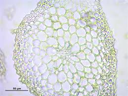 Attēlu rezultāti vaicājumam “Leskea polycarpa”