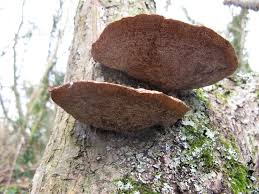 Attēlu rezultāti vaicājumam “Daedaleopsis confragosa”