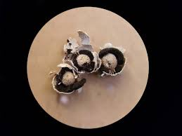 Attēlu rezultāti vaicājumam “Diderma subincarnatum sessile”