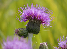 Attēlu rezultāti vaicājumam “Cirsium heterophyllum flower”