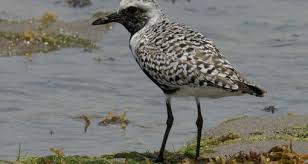 Attēlu rezultāti vaicājumam “Pluvialis squatarola”