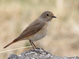 Attēlu rezultāti vaicājumam “Phoenicurus phoenicurus”