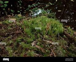 Attēlu rezultāti vaicājumam “Dicranum majus”