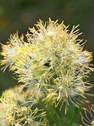Attēlu rezultāti vaicājumam “Thalictrum lucidum leaf”