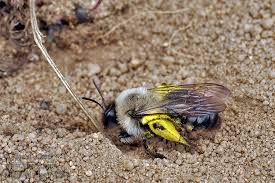 Attēlu rezultāti vaicājumam “Andrena vaga”