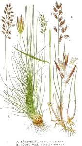 Attēlu rezultāti vaicājumam “Festuca ovina”