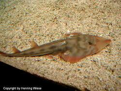 Image result for Pseudobatos lentiginosus