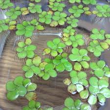 Attēlu rezultāti vaicājumam “Spirodela polyrhiza”