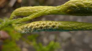 Attēlu rezultāti vaicājumam “Lycopodium dubium”