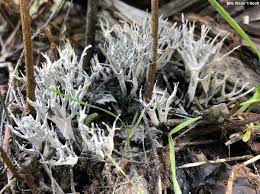 Attēlu rezultāti vaicājumam “Xylaria”