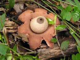Attēlu rezultāti vaicājumam “Geastrum”