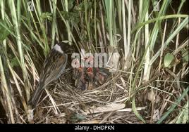 Attēlu rezultāti vaicājumam “Emberiza schoeniclus eggs”