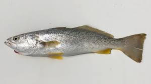 Image result for Cynoscion regalis