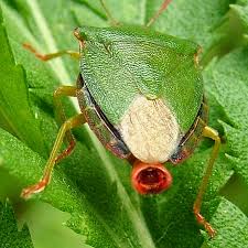 Attēlu rezultāti vaicājumam “Palomena prasina imago”