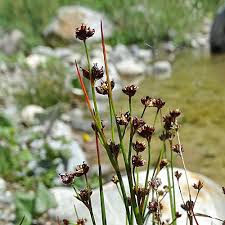 Attēlu rezultāti vaicājumam “Juncus alpinoarticulatus”