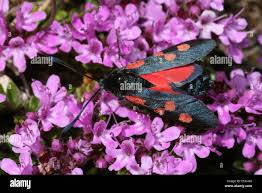 Attēlu rezultāti vaicājumam “Zygaena lonicerae”