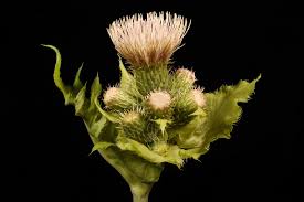 Attēlu rezultāti vaicājumam “Cirsium oleraceum flower”