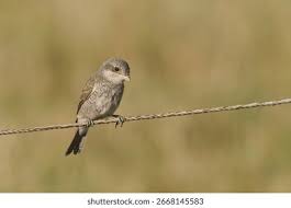 Attēlu rezultāti vaicājumam “Lanius collurio juvenile”