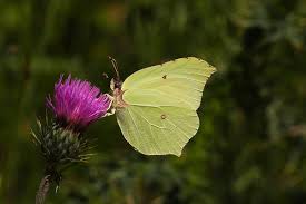 Attēlu rezultāti vaicājumam “Gonepteryx rhamni female”