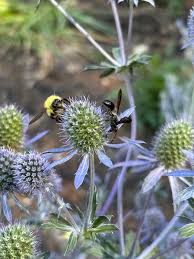 Attēlu rezultāti vaicājumam “Eryngium planum fruit”