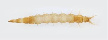 Attēlu rezultāti vaicājumam “Mellicta athalia larva”