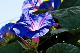 Image result for Ipomoea Lavender