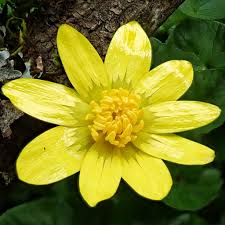 Attēlu rezultāti vaicājumam “Ficaria verna”