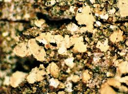 Attēlu rezultāti vaicājumam “Hypocenomyce scalaris”