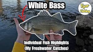 Image result for Morone chrysops